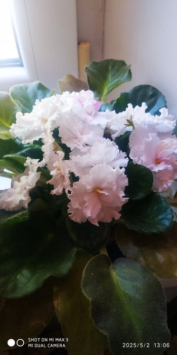 ФИАЛКИ в горшках