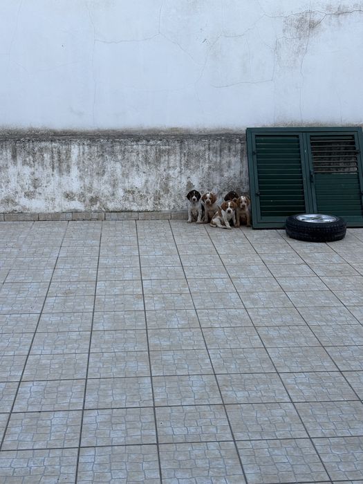 Cachorros de caça