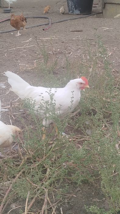 3 młode koguciki leghorn