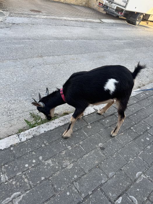Cabra anã com 1 ano