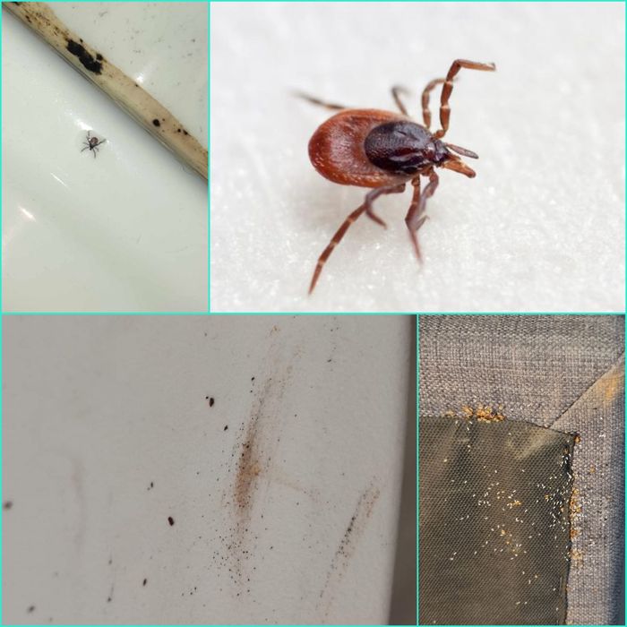 Pluskwa domowa, zwalczanie pluskiew, odpluskwianie, pchły, karaluchy