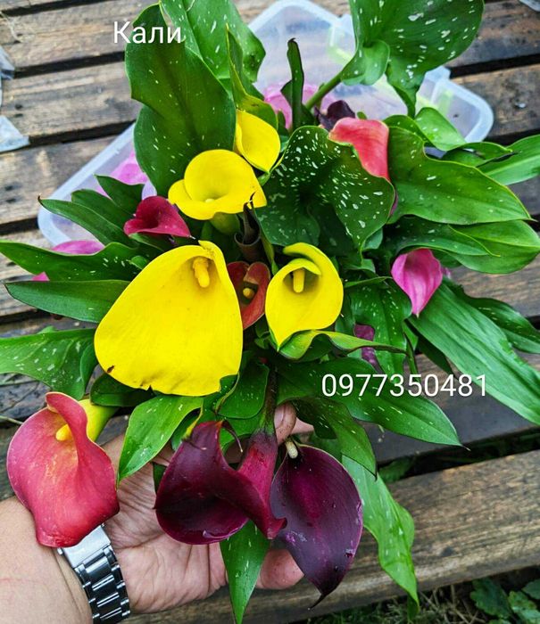 Розпродаж! Калла багато сортів, калла квітуча, калла з грунту.