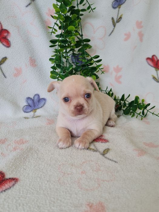 Excelente mini Chihuahua/Chiuaua de Qualidade, Linhagem Russa