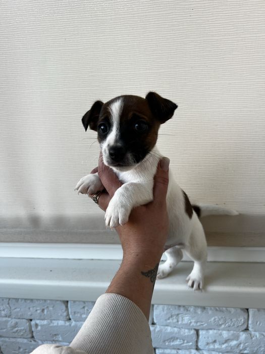 Хлопченятко джек рассел.