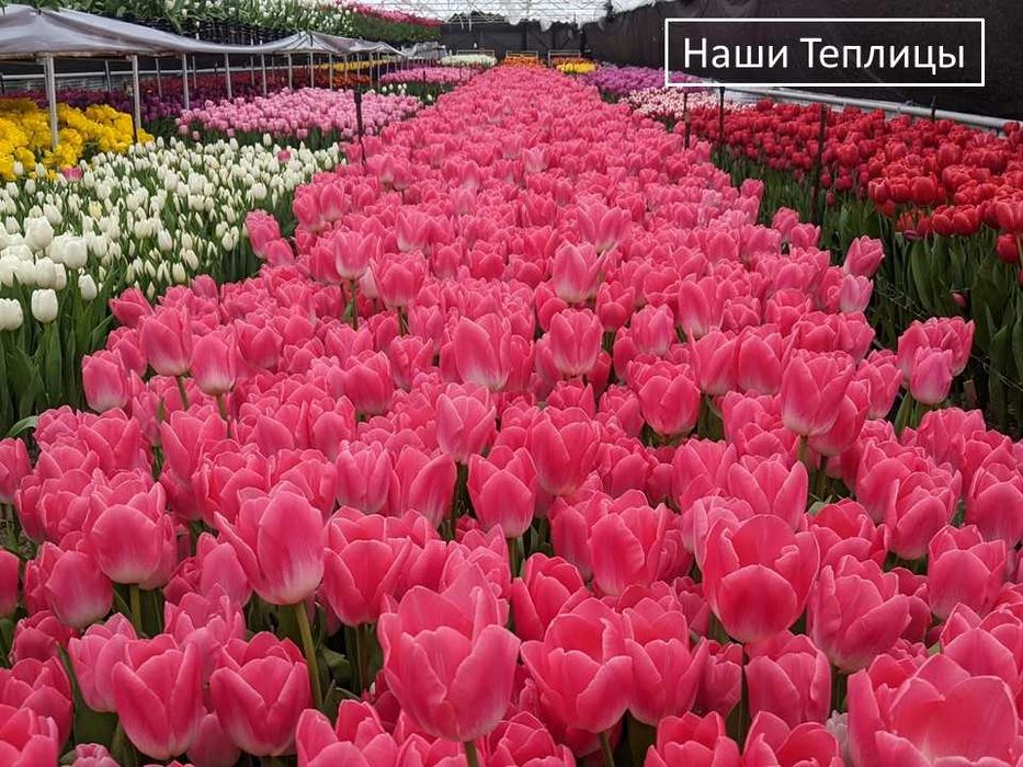 ТЮЛЬПАН Український ОПТ