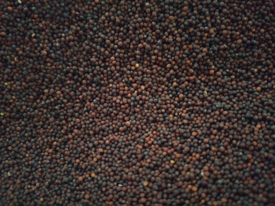 1 kg RZEPA Nasiona Poplon Pasza Kiełki