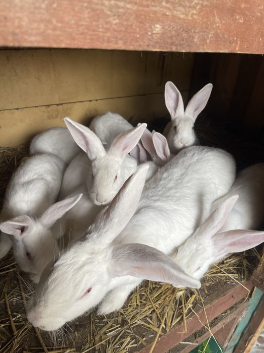 Kroliki termondzkie 3mce