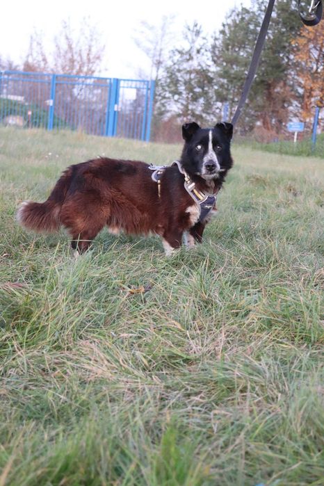 Do adopcji - PERUN