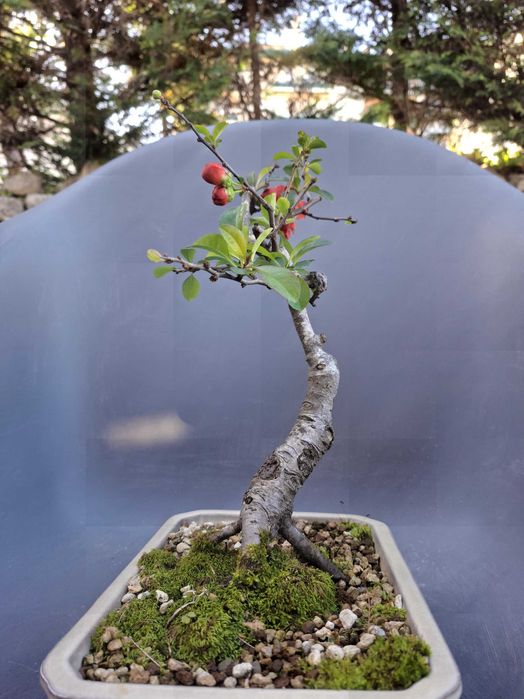 Bonsai Chaenomeles Japonica