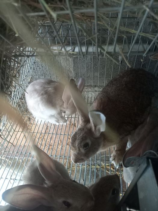 Coelhos caseiros