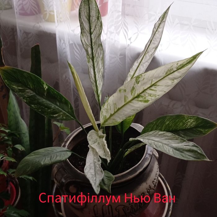 Спатифілум Нью Ван