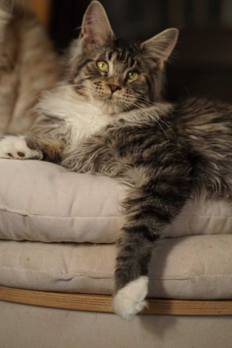 Bon Bon czarny tygrysio pręgowany kocurek Maine Coon