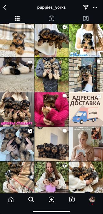 Вухастики йорки