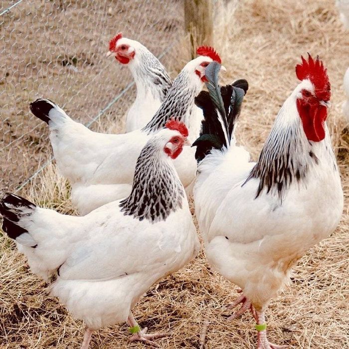 Продаю добових курчат та гусят