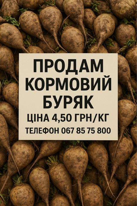 Буряк кормовий .