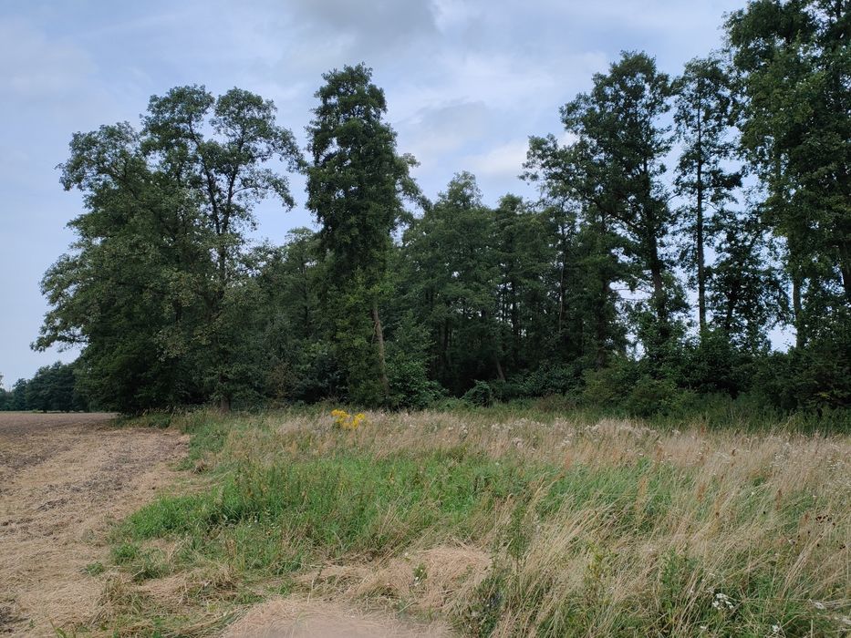 Działka leśna, las