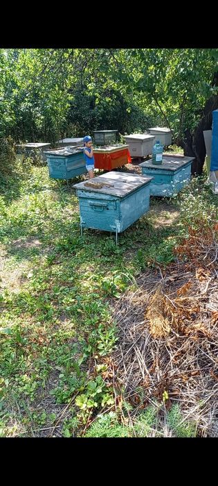 Продам пасеку з  домом и участком
