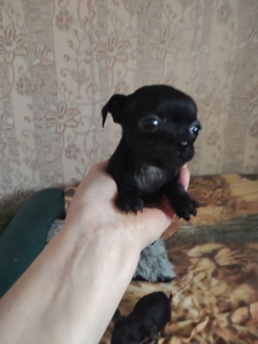 Чихуахуа девочка