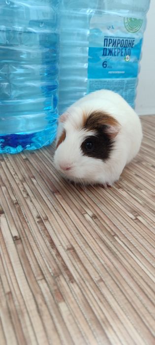 Морская свинка девочка