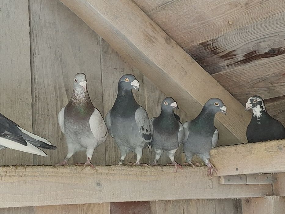 Gołębie staropolskie