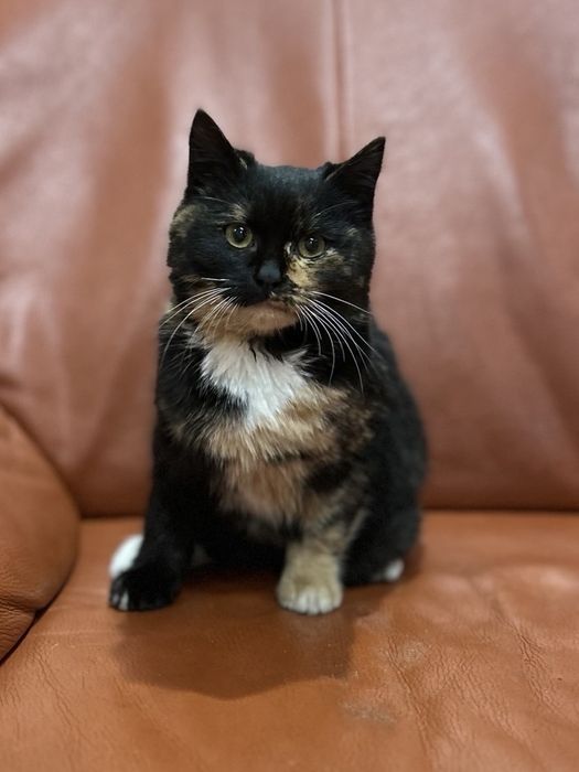 Кошенята в добрі руки