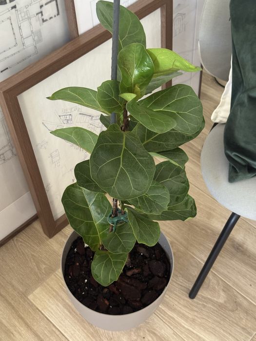 Planta com vaso e prato