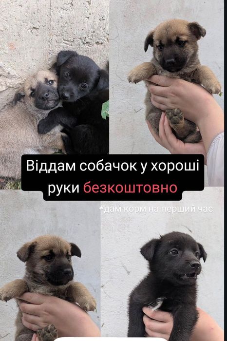 Віддам собачку в хороші руки