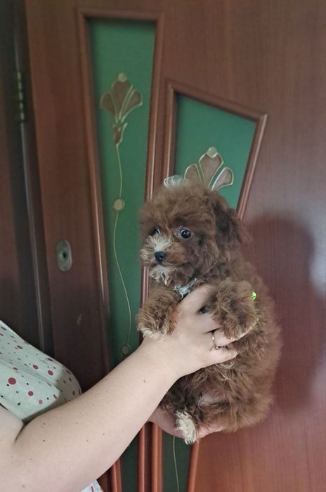Мини мальчик ред браун.