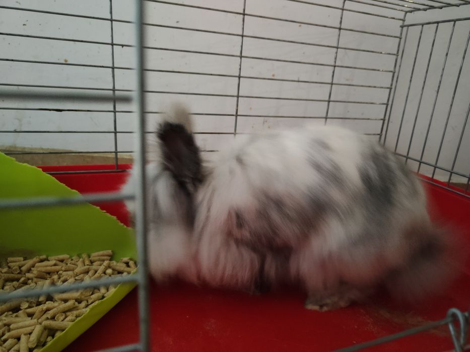 Królik miniaturka bardzo przyjazny