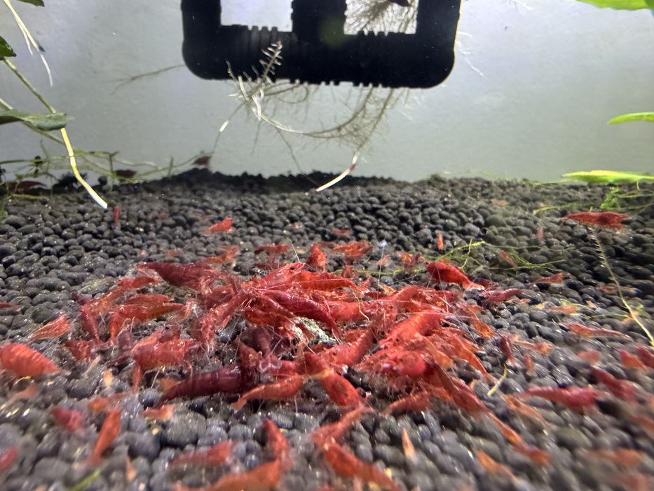 Camarões Neocaridina Fire Red