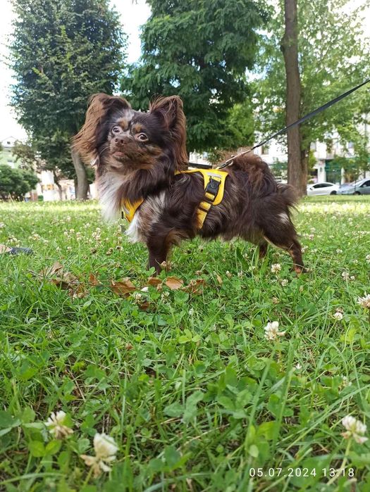 В'язка чіхуахуа шоколадного красунчика