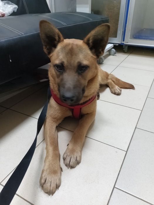 Собаці вкрай ТЕРМІНОВО потрібна родина!