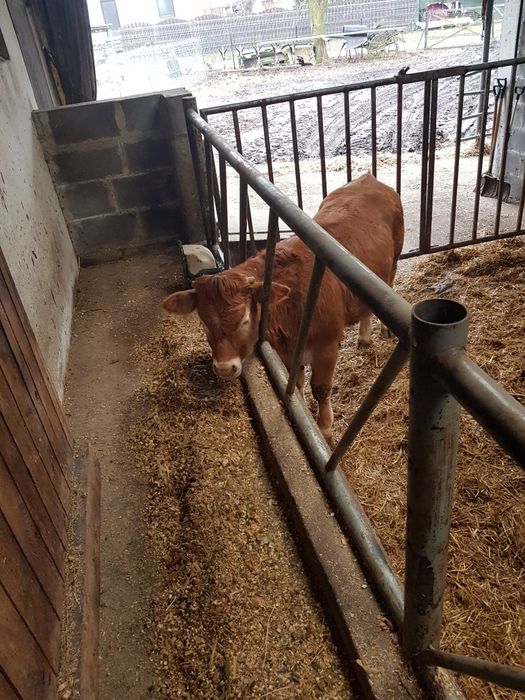 Bydło  Limousine 2szt.