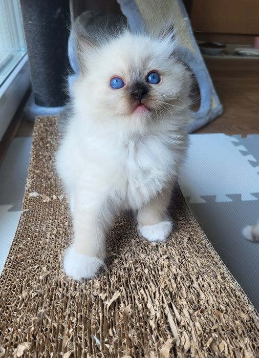 Kotka Ragdoll, rodowód FPL, badania