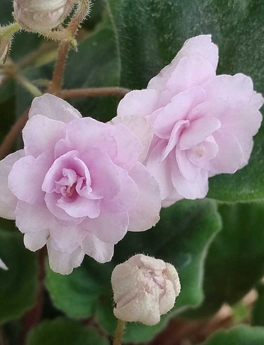 Listki odmianowe dla "groomer"