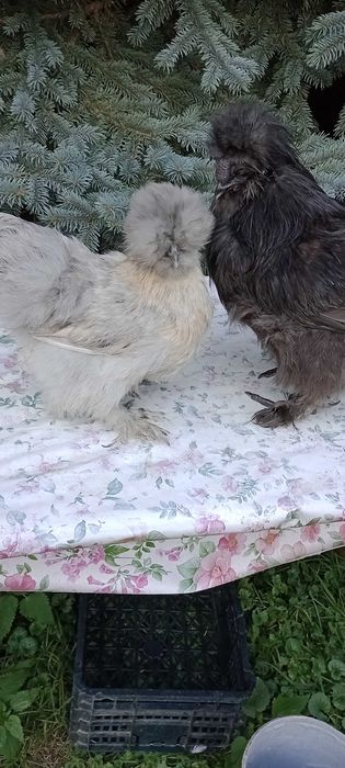 Kura jedwabista silka silki kura kogut