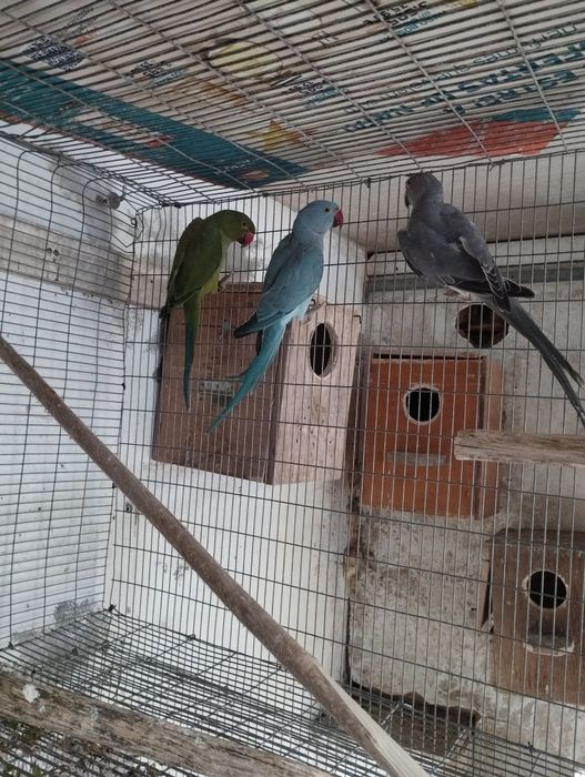 Rings necks para trocar