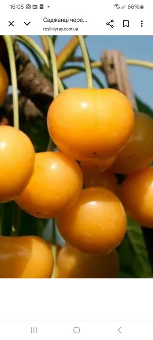 Продаю садженці черешні - червона та жовта