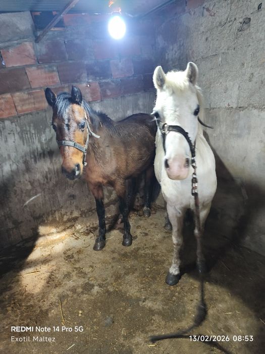 Weishi 2 éguas cheias