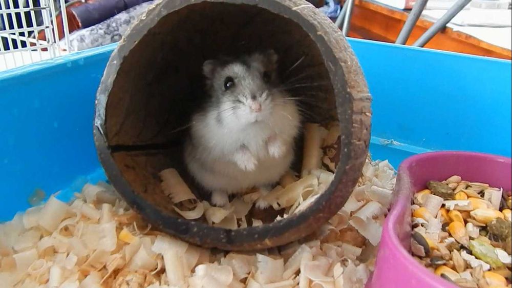 Джунгарские хомячки, хомячата, хомяки, хомяк, карликовые, джунгарики