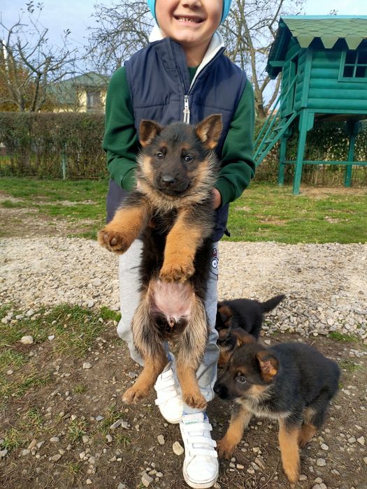 Продаються цуцики