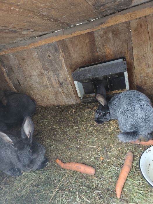 Полтавське срібло