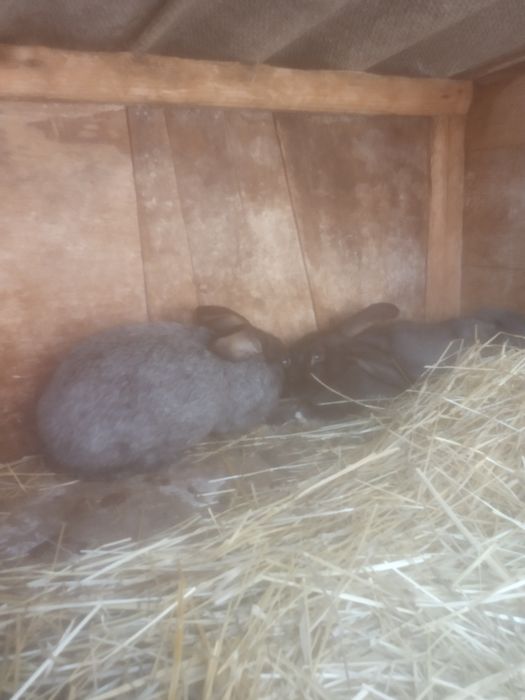 Кролі Термонці та Європейське срібло