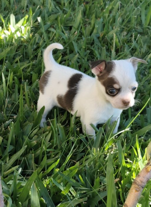Fêmea Chihuahua mini