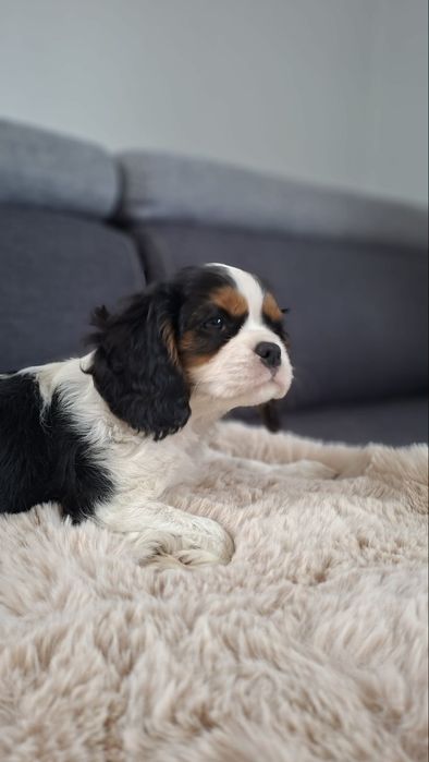 Cavalier King Charles Spaniel