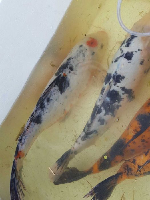 Carpas Koi  coloridas   Promoçao de Nenufares  diversas cores   outono