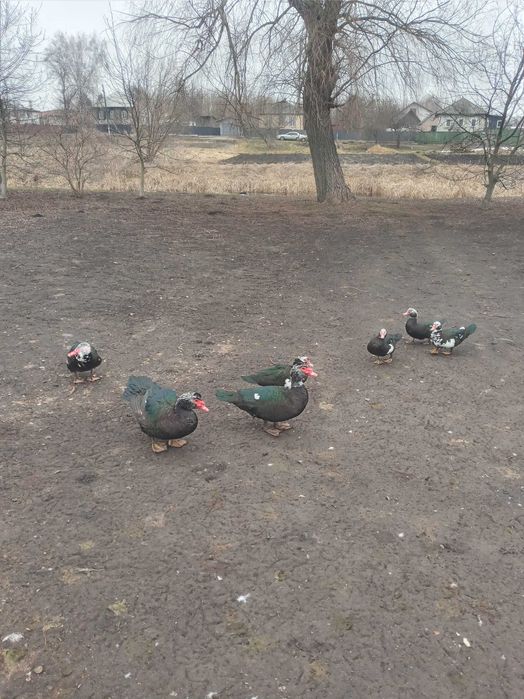 Продам індо      качюра