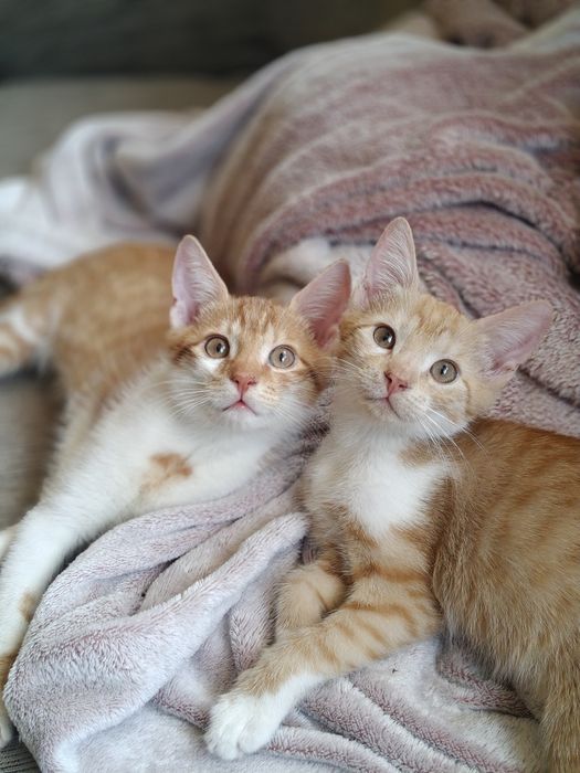 Rude rodzeństwo z domu tymczasowego  do adopcji