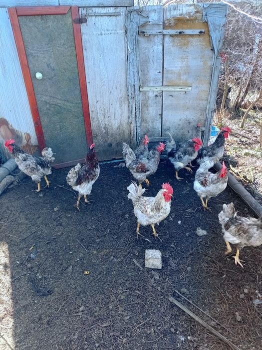 Продам домашних петухов!