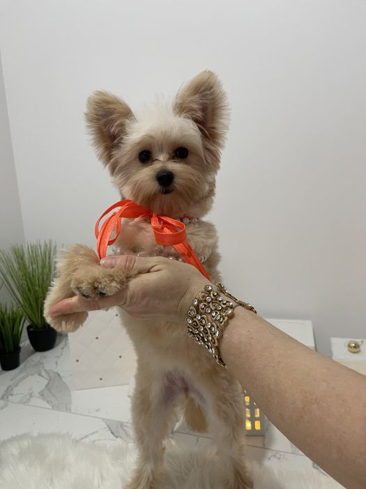 Помапу — Лише 4 дівчинки! Ідеальна можливість